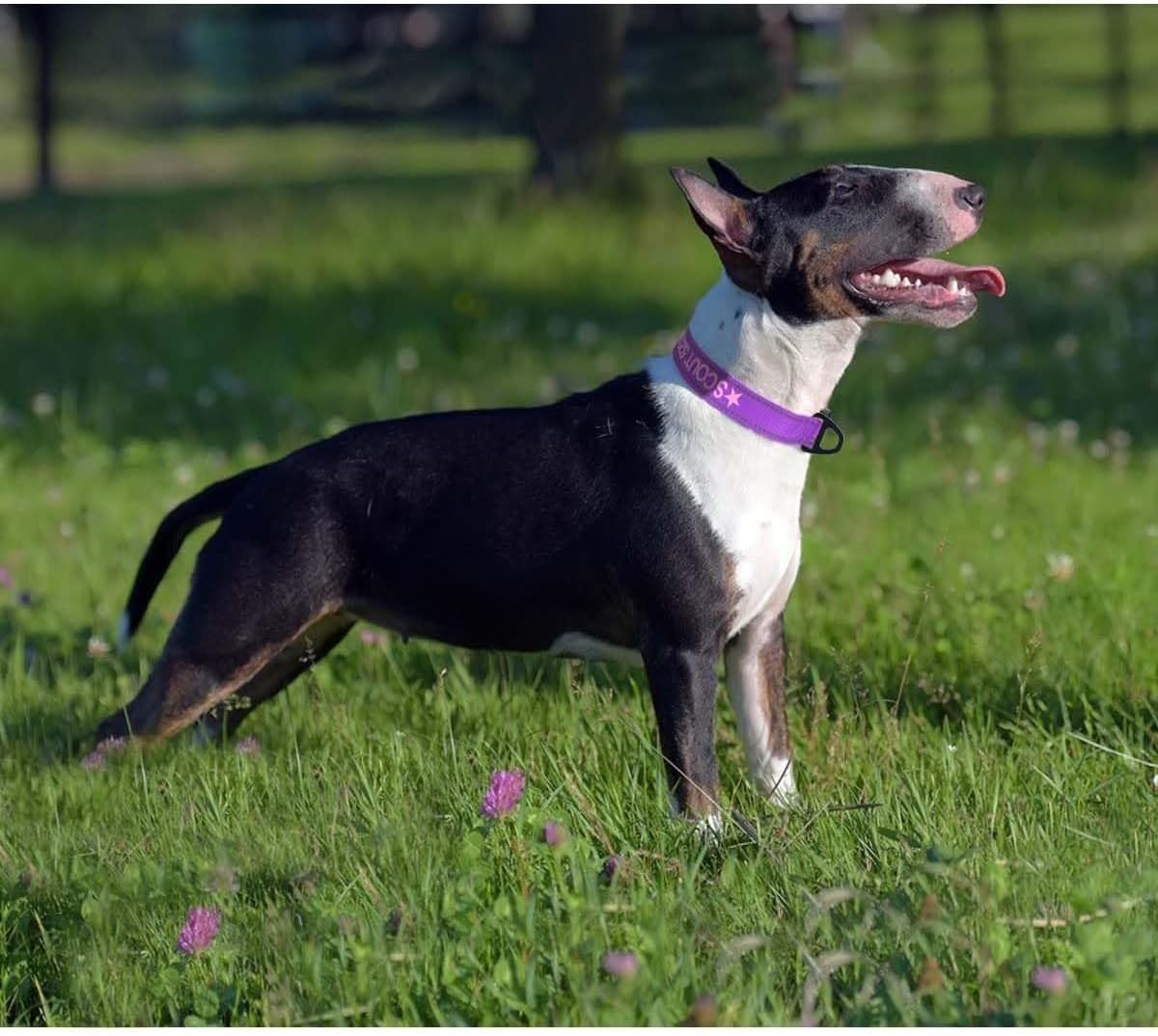 Personalized Dog Collars, Embroidered Reflective Collar with Name and Phone Number, Adjustable, Nylon Material, for Medium Dogs, Purple