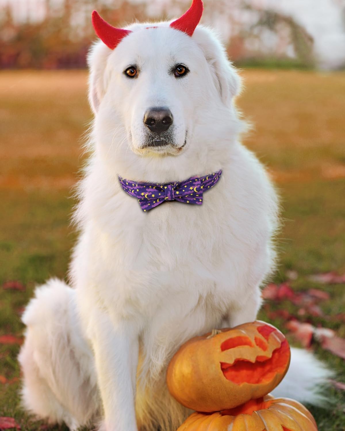 Halloween Dog Collar with Bow Tie, Adjustable Holiday Dog Collars with Quick Release Buckle, Soft Polyester Cotton, Moon Star Pattern Collar for Medium Large Dogs Halloween Celebration, L