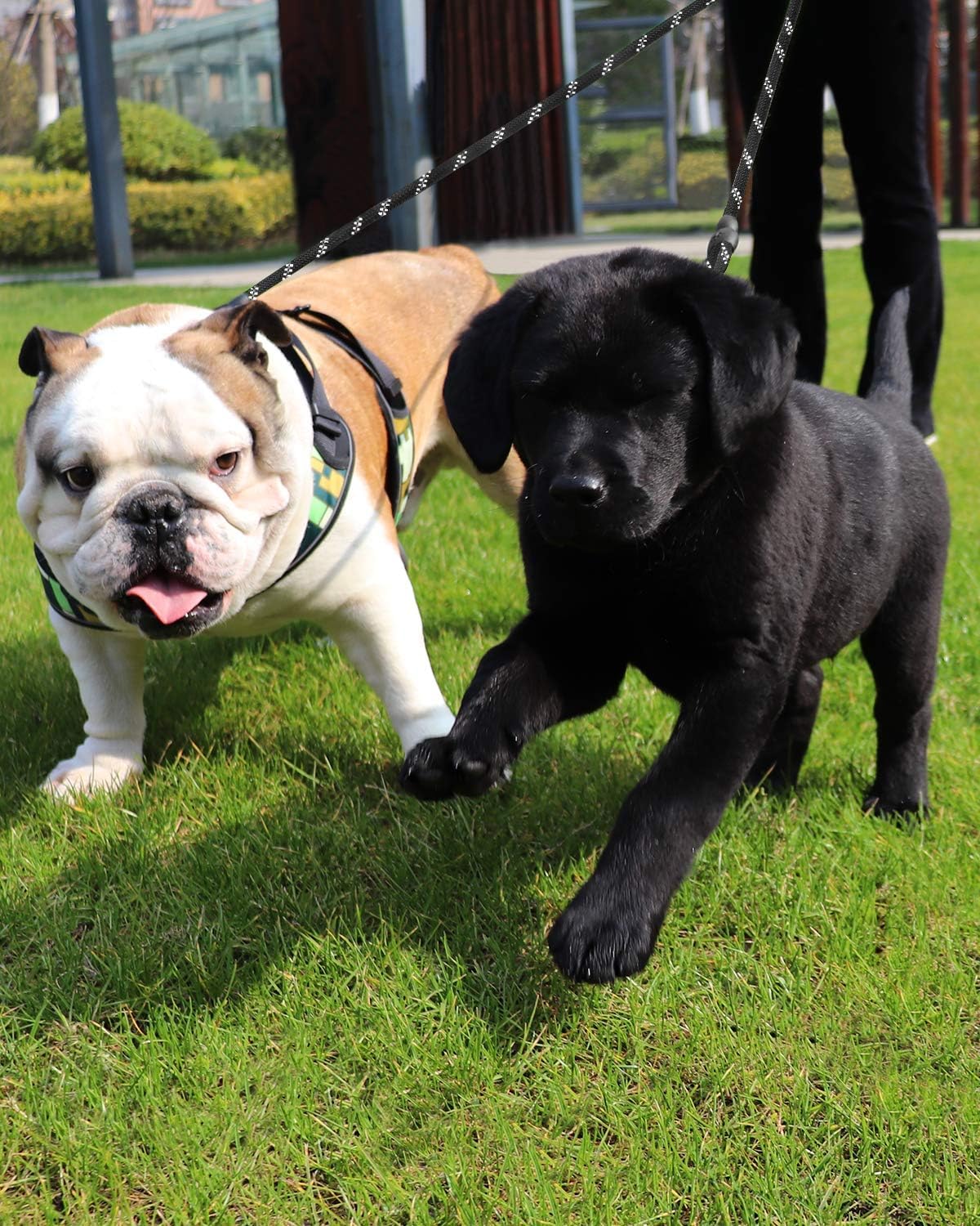 Double Dog Leash | Reflective Rope | No Tangle | Double Leash for Two Dogs | Puppy Small Medium Breeds | Black