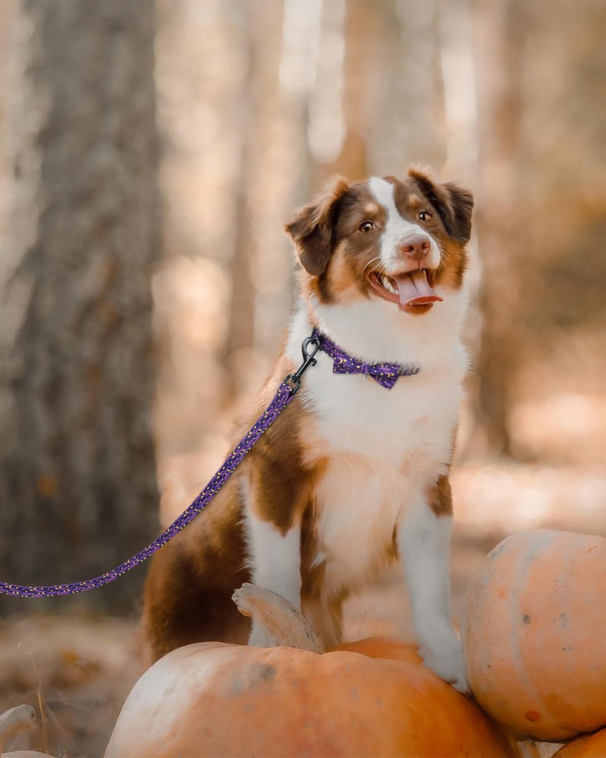 Halloween Dog Leash, 5FT Soft Cotton Leash, Heavy Duty D-Ring, Festive Moon Star Leash for Puppy Small Medium Large Dogs Halloween Celebration, 1inch