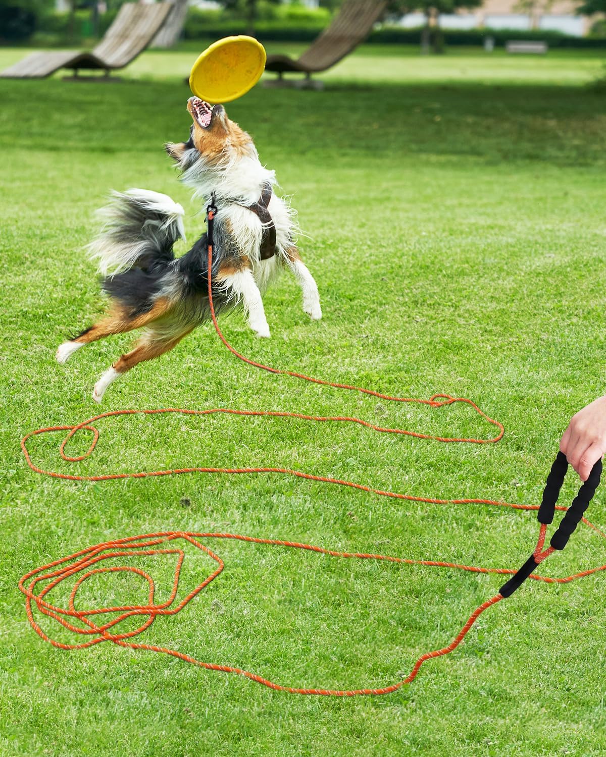 Long Dog Leash, 15FT 30FT 50FT 66FT, Training and Recall Leash with Comfortable Padded Handle for Large Medium Small Dogs Walking, Camping, Orange 30FT